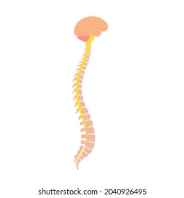 Central Nervous System Anatomical Poster For Neurology Clinic. Backbone, Brain And Spinal Cord Anatomy. Cerebellum, Spine, Brain Stem And Nerves Network In Human Body. Neuroscience Vector Illustration