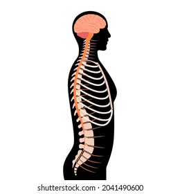 Central nervous system anatomical poster for neurology clinic. Backbone, brain and spinal cord anatomy. Cerebellum, spine, brain stem and nerves network in human body. Neuroscience vector illustration