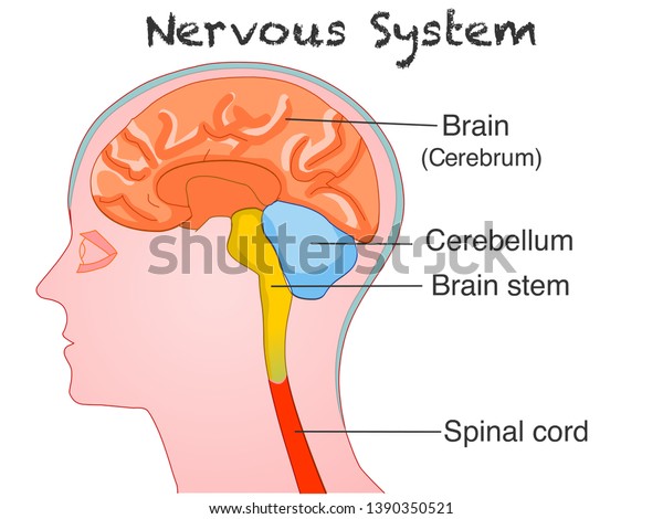Central Nervous System Diagram Brain - Central Nervous System Diagram