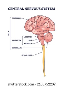 Central nervous system or CNS brain organ structure outline diagram. Labeled educational scheme with cerebrum, brainstem and cerebellum parts anatomy vector illustration. Midbrain, pons and medulla.