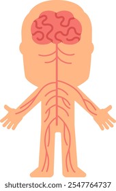 Sistema nervoso central que controla as funções do corpo através da rede de nervos que se estende do cérebro aos membros, ilustração simplificada para fins educacionais