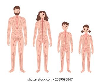 Central nervous system diagram. Nerves send electrical signals to and from the brain and spinal cord. CNS and PNS in child and adult silhouette. Medical poster for neurology clinic vector illustration