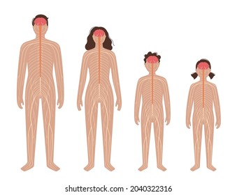 Central nervous system diagram. Nerves send electrical signals to and from the brain and spinal cord. CNS and PNS in child and adult silhouette. Medical poster for neurology clinic vector illustration