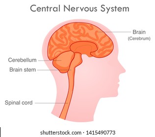 Central nervous system. Human skull diagram. Side view nerve system organs. Basic annotated. Cerebellum, brain stem, cerebrum. White background. 2d drawing vector illustration.