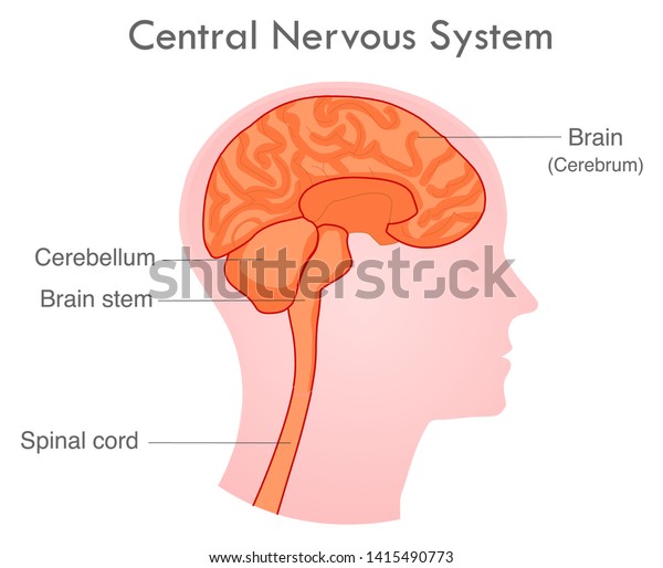 Central Nervous System Human Skull Diagram Stock Vector (Royalty Free ...