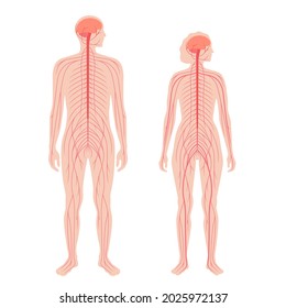 Sistema nervioso central. Los nervios envían señales eléctricas desde y hacia el cerebro y la médula espinal en el cuerpo masculino y femenino. Concepto CNS y PNS. Cartel médico de rayos X ilustración vectorial plana para la clínica de neurología