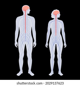 Sistema nervioso central. Los nervios envían señales eléctricas desde y hacia el cerebro y la médula espinal en el cuerpo masculino y femenino. Concepto CNS y PNS. Cartel médico de rayos X ilustración vectorial plana para la clínica de neurología