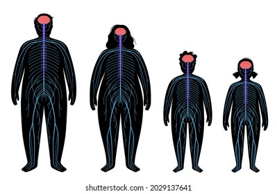 Central nervous system. Nerves send electrical signals to and from the brain and spinal cord. CNS and PNS in obese child and adult silhouette. Medical poster for neurology clinic vector illustration