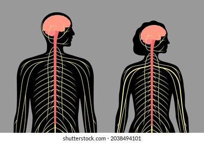 Sistema nervioso central. Los nervios envían señales eléctricas desde y hacia el cerebro y la médula espinal en el cuerpo masculino y femenino. Concepto CNS y PNS. Cartel médico de rayos X ilustración vectorial plana para la clínica de neurología