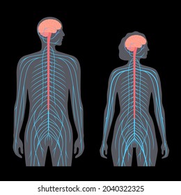 Central nervous system. Nerves send electrical signals to and from brain and spinal cord in male and female body. CNS and PNS concept. Xray medical poster flat vector illustration for neurology clinic