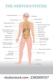 Central Nervous System, Nervous System, physiology of the nervous system, human nervous system