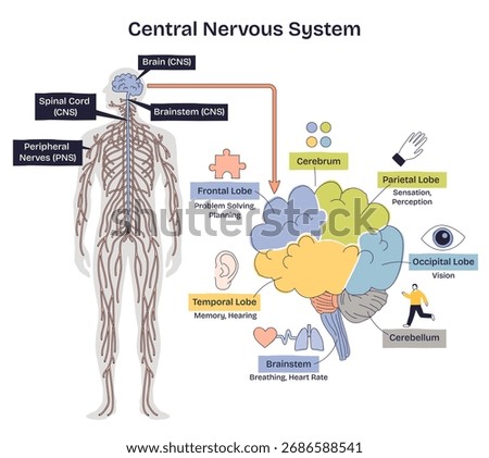 Central nervous system V2 brief explains brain, spinal cord, and peripheral nerves with labeled lobes for vision, memory, and control, clear overview for study. Doodle style diagram