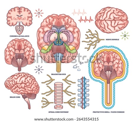 Central nervous system worksheet shows brain, spinal cord, and nerve bundle in detailed outline style. Outline style collection