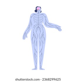 Central and peripheral nervous system with brain, cerebellum, spinal cord and nerves branches in human body. Internal anatomy structure of CNS. Flat vector illustration isolated on white background.