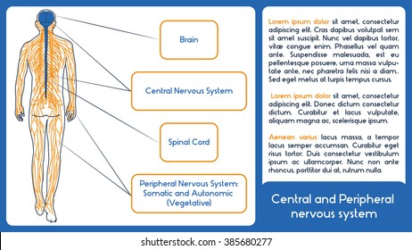 Central and Peripheral Nervous System. Normal Style.