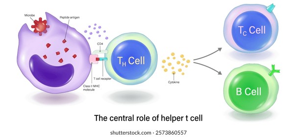 The central role of helper t cell. Helper t cell activation. Human adaptive immune system. Specific immune response.