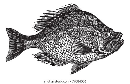 Centrarchus aeneus or rock bass fish vintage engraving. Old engraved illustration of Centrarchus aeneus.  Trousset encyclopedia.