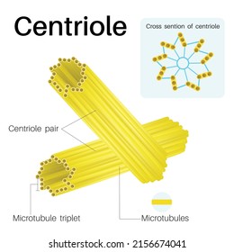 Centrioles are cylindrical organelles. It is found in most eukaryotic cells.