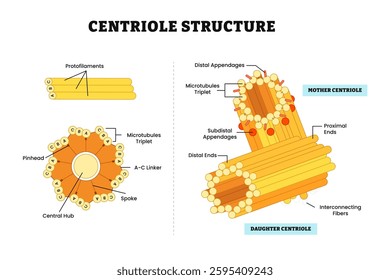 Centrioles structure anatomy diagram, barrel-shaped organelles made of microtubules. Labeled protofilaments, mother and daughter centrioles, triplet, fibers, distal, pinhead, linker, central hub.