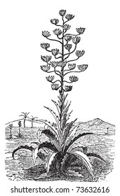 Century plant or Agave Americana old vintage engraving. Engraved illustration vector. Originally from Mexico but cultivated worldwide as an ornamental plant.