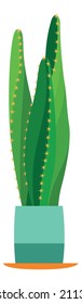 Century plant in pot. Green succulent house decoration