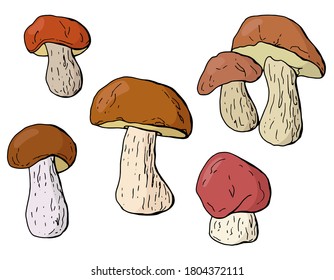 Cep. Autumn set of mushrooms. Cartoon style. White background, isolator. Stock illustration.