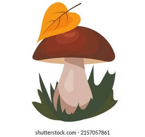 Cep edible mushrooms with autumn leaf and grass. Forest wild mushrooms types. Organic fungus vector illustration