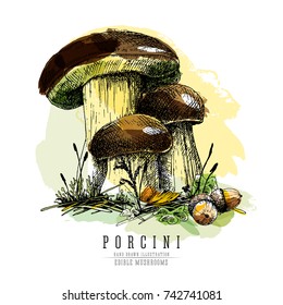 Cep mushroom vector color sketch illustration, porcini boletus with forest accessories: moss, grass, acorns.  Edible mushroom isolated on white background. Watercolor imitation.