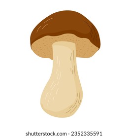 Cep mushroom vector illustration. Edible mushrooms in forests