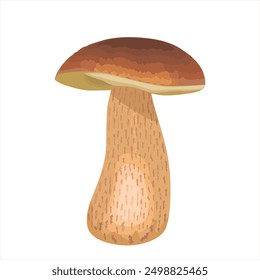 Cep mushroom vector illustration. Edible mushrooms in forests. Boletus edulis mushroom or ceps. Porcini mushrooms. Wild Forest edible Mushroom. Harvest season natural cooking ingredient