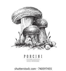 Cep mushroom vector sketch illustration, porcini boletus with forest accessories: moss, plants, acorns.  Edible mushroom isolated engraving on white background.
