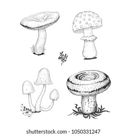 Cep mushrooms vector sketch set with forest accessories: moss, plants. Edible black mushroom isolated engraving on white background.