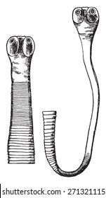 Cephalic End Of Taenia Saginata, Vintage Engraved Illustration. 