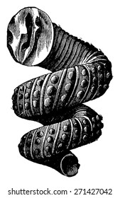 Cephalopod ammonites of the Cretaceous period, vintage engraved illustration. Earth before man 1886.