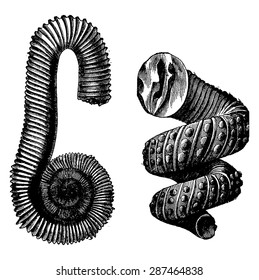 Cephalopod ammonites of the Cretaceous period, vintage engraved illustration. Earth before man - 1886.