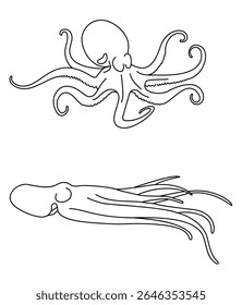  Cephalopods Common Octopus Cephalopods Common Octopus