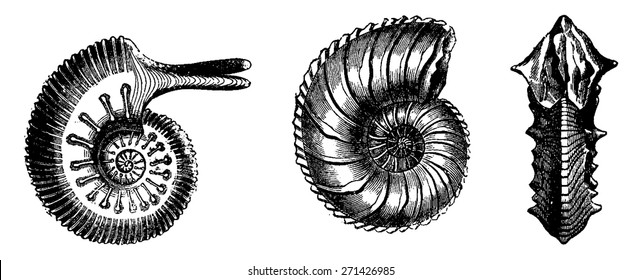 Cephalopods from the Jurassic period, vintage engraved illustration. Earth before man 1886.