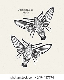 Cephonodes hylas, the coffee bee hawkmoth, pellucid hawk moth or coffee clearwing, is a moth of the family Sphingidae. hand draw sketch vector.