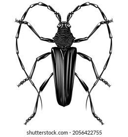 Cerambyx cerdo illustration vector flat design 