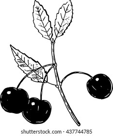 cerasus fruticosa