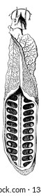 Ceratodus Lung opened in its lower half to show its cellular pouches, vintage line drawing or engraving illustration.