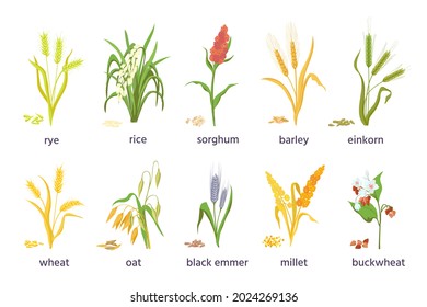 Cereal Agricultural Plants, Crop Spikes, Ears And Grains. Farming Millet, Wheat, Sorghum, Rice, Barley And Oat Spikelets And Seed Vector Set. Illustration Of Crop Harvest, Cultivation Rice And Sorghum