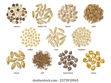 Cereal crop seeds vector set