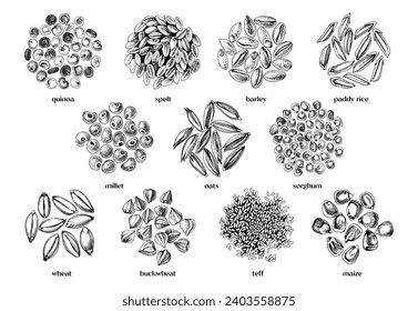 Cereal crop seeds vector set