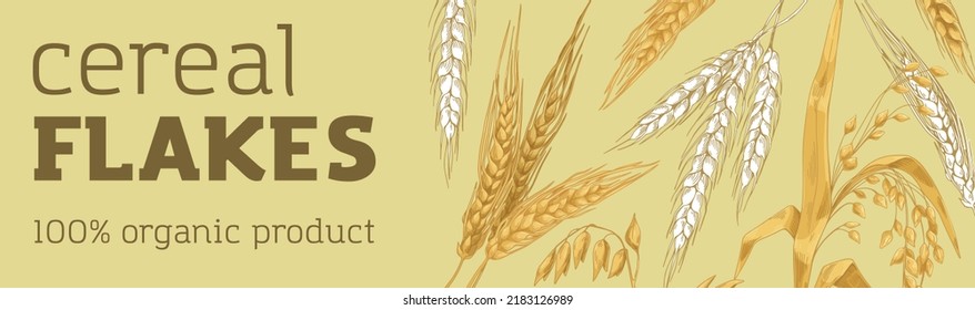 Cereal crops banner design. Organic grain food, flakes, ad horizontal background. Bread and bakery promo template with eco farm spikelets, kernels, organic product. Hand-drawn vector illustration