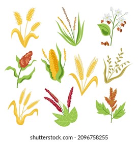 Cereal crops isolated set. Vector flat graphic design cartoon illustration
