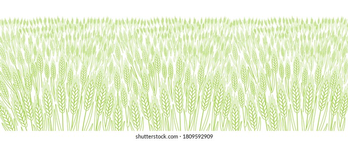 Cereal field. Leaves and ears of wheat. Agriculture straw. Horizontal banner background. Green grass meadow. Contour vector line. Bread wrapper.