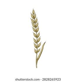 Cereal grain ear vector illustration featuring natural textures, symbolizing agriculture, harvest, sustenance, and the essential role of crops in providing food and sustenance for human life