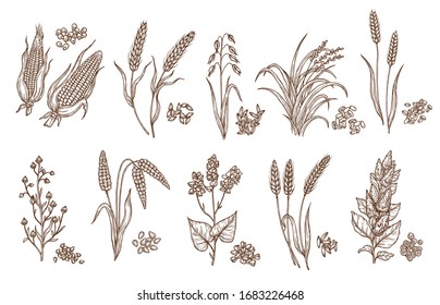 Cereal grain and plant isolated sketches of agriculture harvest and food vector design. Seeds of wheat, oat, barley and corn, rice, buckwheat, rye, quinoa and sorghum with ears, maize kernels and husk