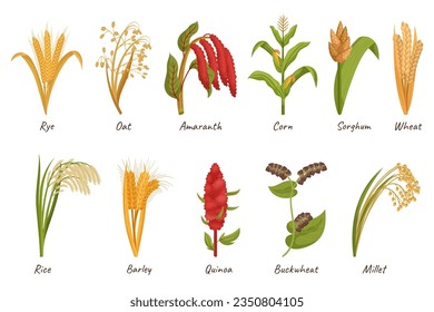 Cereal Grain Plants Are Cultivated For Their Edible Seeds, Providing A Staple Food Source. Wheat, Rice, Corn or Oats, Barley, Millet. Amaranth, Rye And Sorghum, Quinoa Or Buckwheat. Cartoon Vector Set